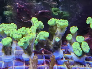 Calaustrea Green Koralle Meerwasser