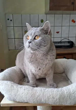 Britisch kurzhaar lilac mit Stammbaum katze junge
