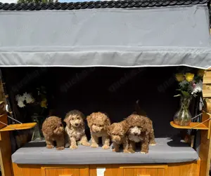Maltipoo F1b suchen ihr Liebhaber zuhause