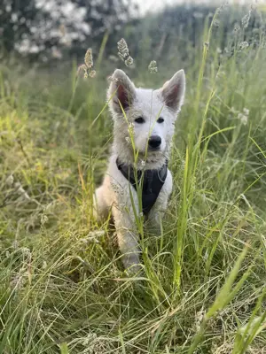 Weiße Schweizer Schäferhund Welpen