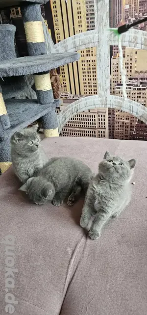 BKH Kitten