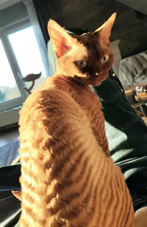 Deckkater, Devon-Rex in cenamonn Bild 5
