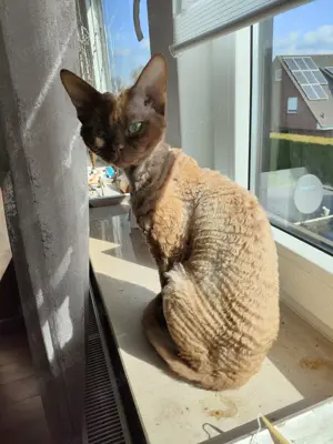 Deckkater, Devon-Rex in cenamonn Bild 6