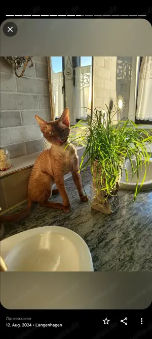 Deckkater, Devon-Rex in cenamonn Bild 4