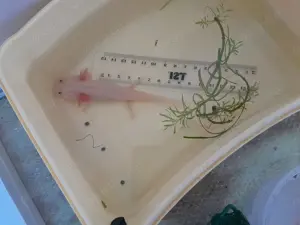 Axolotl Weißlinge Jungtiere 