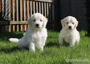 Hübschester Golden Retriever Wurf