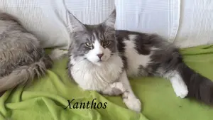 Maine Coon Kater