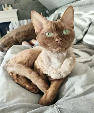 Deckkater, Devon-Rex in cenamonn
