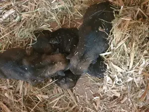 Reinrasige Schäferhund Welpen