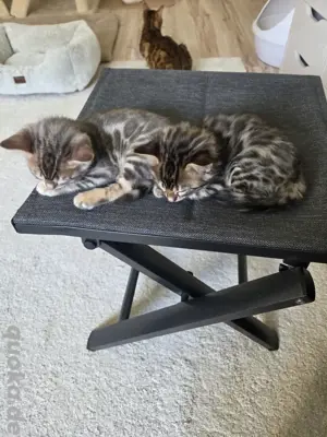 Reinrassige Bengalen mit Stammbaum 