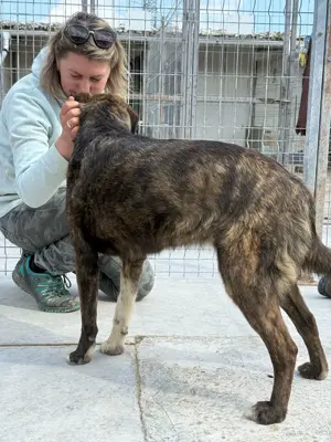Süße Hundedame Toffee sucht Familie für immer Bild 6