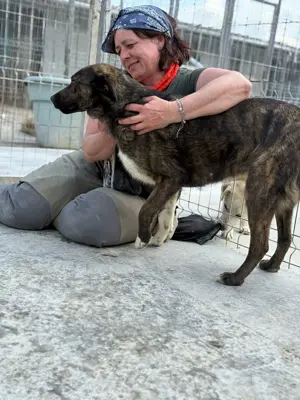 Süße Hundedame Toffee sucht Familie für immer Bild 4