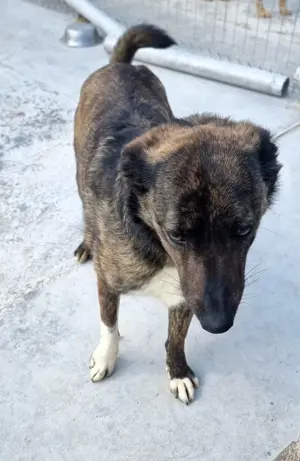 Süße Hundedame Toffee sucht Familie für immer Bild 3