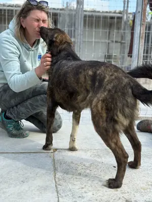 Süße Hundedame Toffee sucht Familie für immer Bild 5