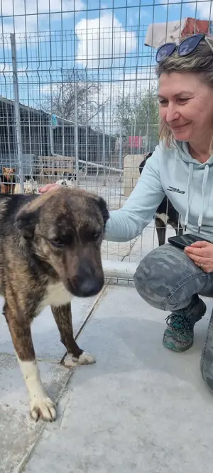 Süße Hundedame Toffee sucht Familie für immer Bild 7