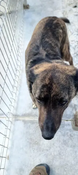 Süße Hundedame Toffee sucht Familie für immer Bild 2