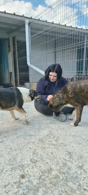 Süße Hundedame Toffee sucht Familie für immer Bild 8