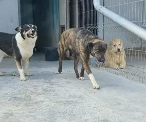 Süße Hundedame Toffee sucht Familie für immer Bild 9