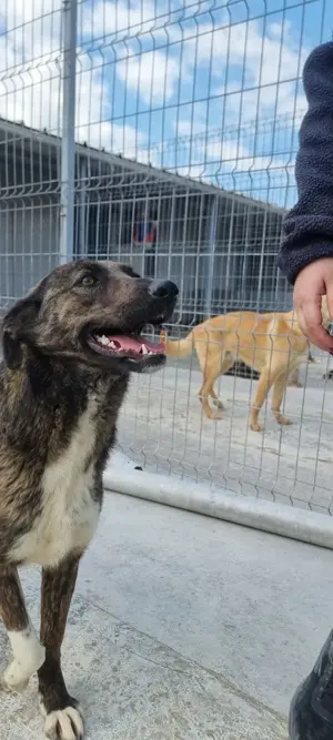 Süße Hundedame Toffee sucht Familie für immer Bild 10