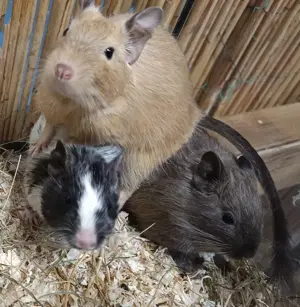 junge bunte Degus Degu in verschiedenen Farben