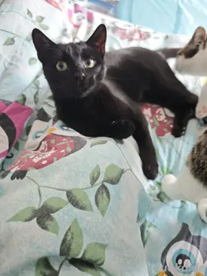 katzen Pärchen sterilisiert und Kastriert