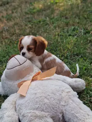 Cavalier King Charles Spaniel