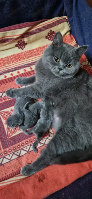 Deckkater BKH Bild 10