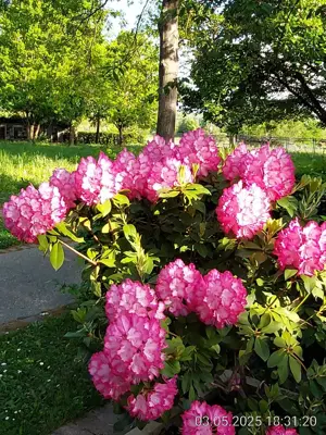 Samsung 9TV 130cm Diagonale UE55J5150 