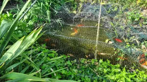 Goldfische und Kois zu verschenken 
