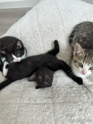 Kleine Herzensbrecher mit Kuschelfell suchen ein Zuhause