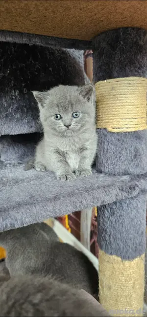 BKH Kitten