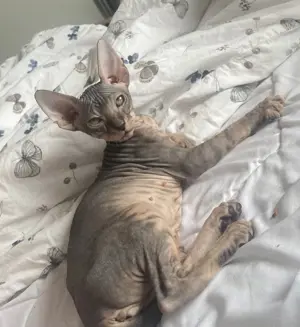 Wunderschöne Sphinx Kitten 