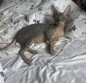 Wunderschöne Sphinx Kitten 