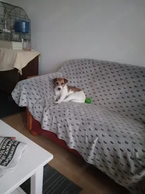 Jack Russel Hundin