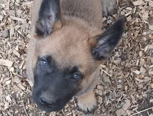 Malinois Welpen mit Ahnentafeln Typ A   FCI 