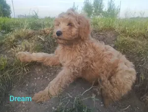 1 Labradoodle Rüde ab zu geben Bild 3