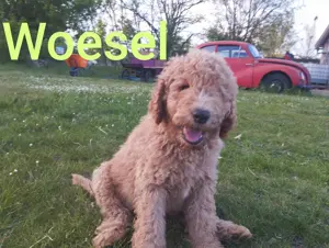 Labradoodle Welpen, noch 4 Rüden und 1 Hündin ab zu geben