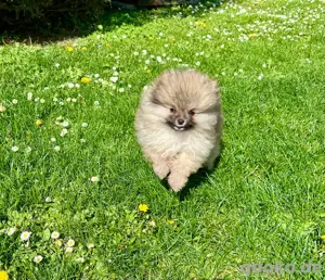 Zwergspitz Pomeranian Welpen 