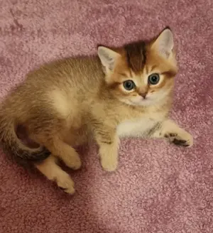 Wunderschöne reinrassige BKH Kitten 