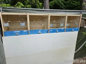 Verschiedene Zuchtboxen 