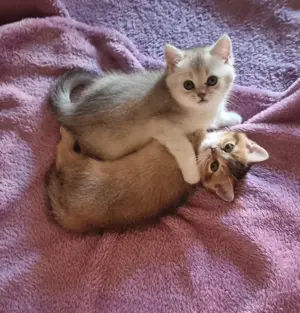Wunderschöne reinrassige BKH Kitten  abgabebereit  Bild 3