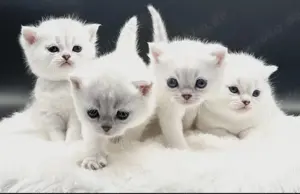BKH Katzenbabys   Reservierung möglich