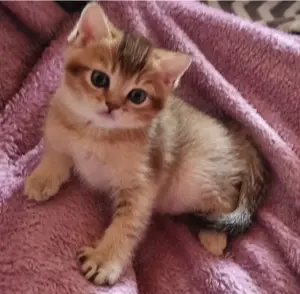 Wunderschöne reinrassige BKH Kitten  abgabebereit  Bild 4