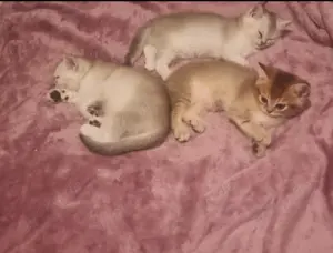 Wunderschöne reinrassige BKH Kitten  abgabebereit  Bild 6
