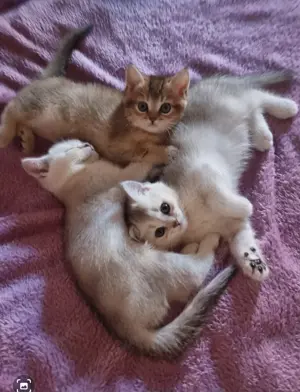 Wunderschöne reinrassige BKH Kitten  abgabebereit  Bild 2