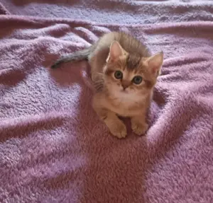 Wunderschöne reinrassige BKH Kitten  abgabebereit  Bild 5