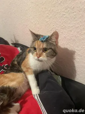 katze 1 jahr alt 
