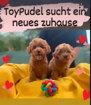 Zwergpudel-Welpen zu verkaufen