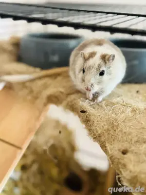 Mongolische Rennmäuse mit großem Nagarium & Zubehör abzugeben (2 Männchen)