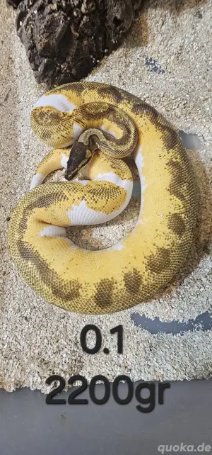 0.1 OD Enchi Pied